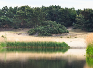The Bosland Forest Project