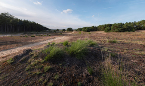 The Bosland Forest Project