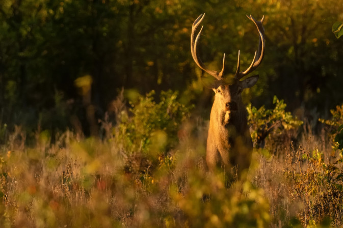 New SELINA publication explores the value of hunting ecosystem services